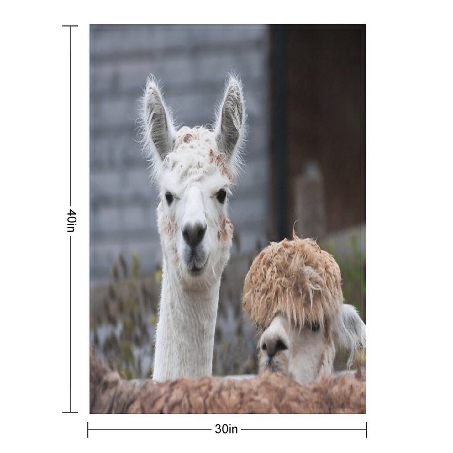 Curious Alpacas Cute Animals Travel-friendly Throw Blanket