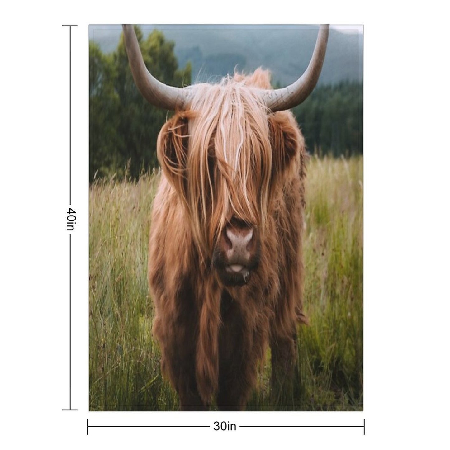 Wooly Cow – Scottish Highland Cattle in Scotland Gift-ready Throw Blanket