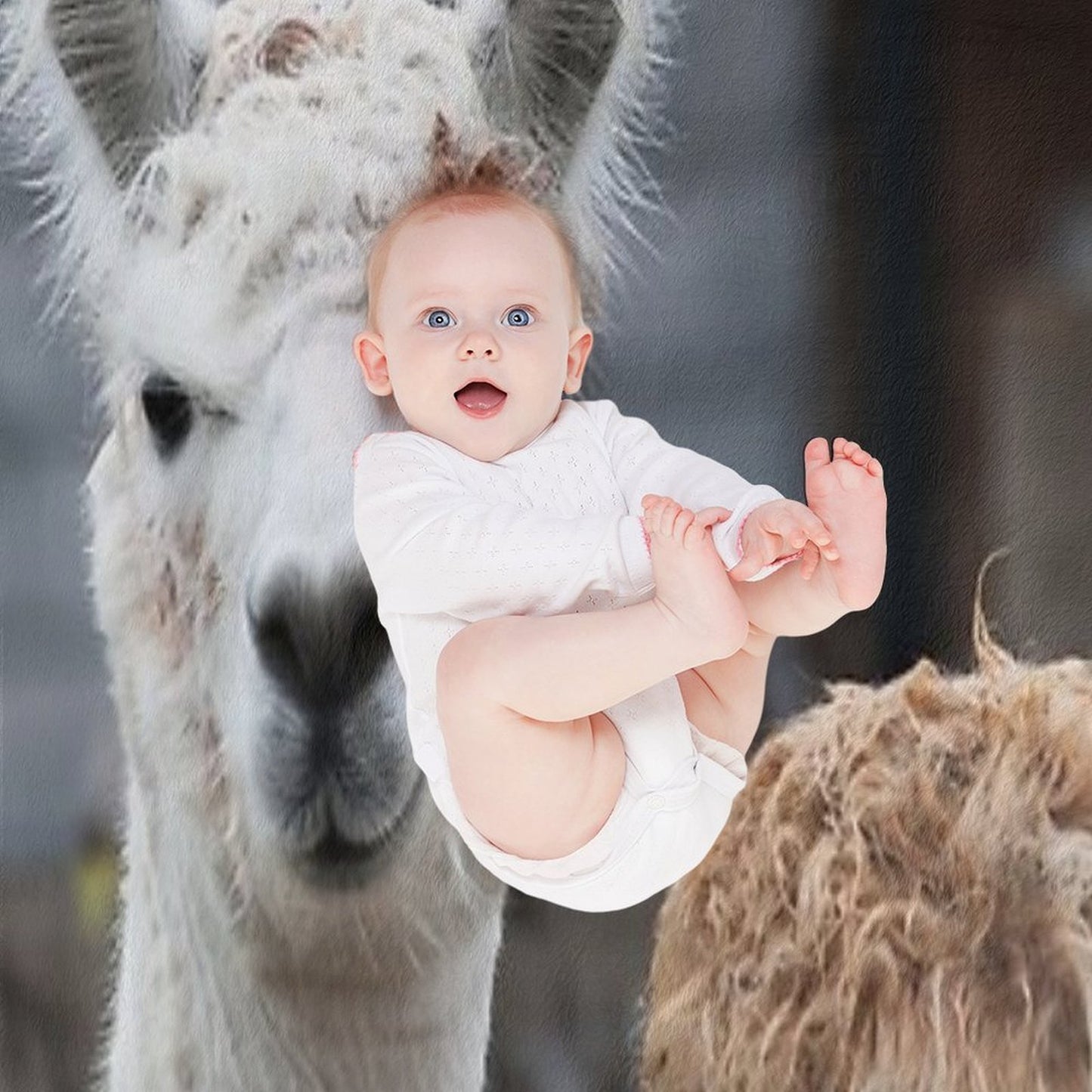 Curious Alpacas Cute Animals Travel-friendly Throw Blanket