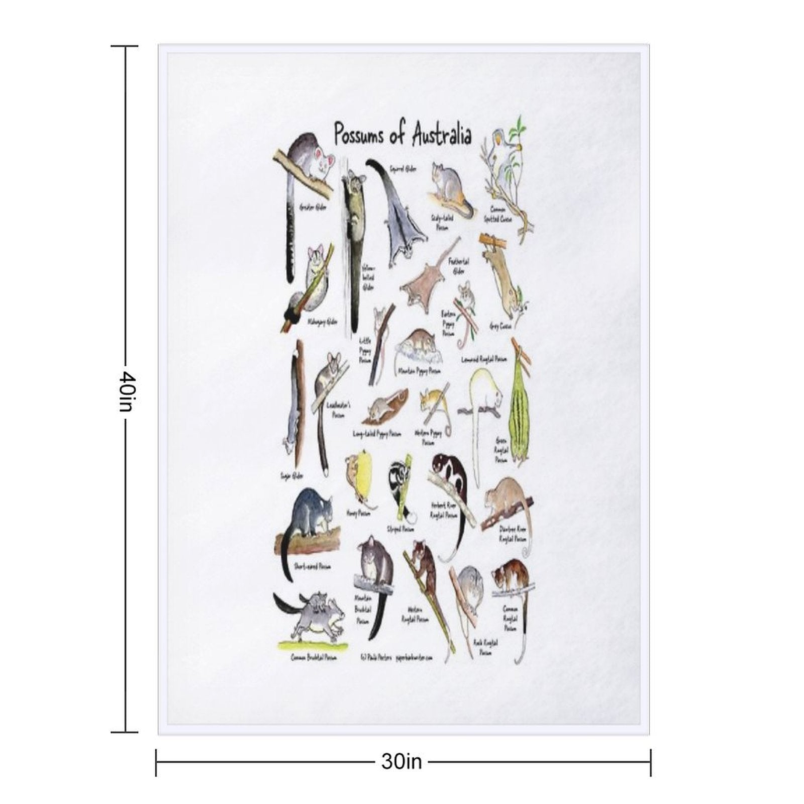 Possums of Australia (with Names) Wrinkle-free Throw Blanket