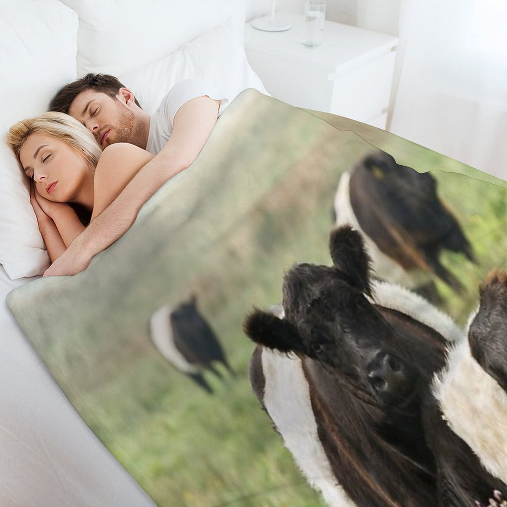Belted Galloway Cows Quick-dry Throw Blanket