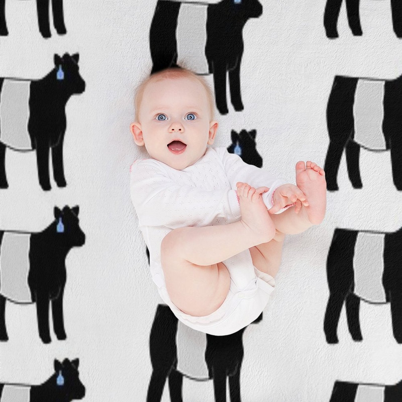 Belted Galloway Heifer Wrinkle-free Throw Blanket