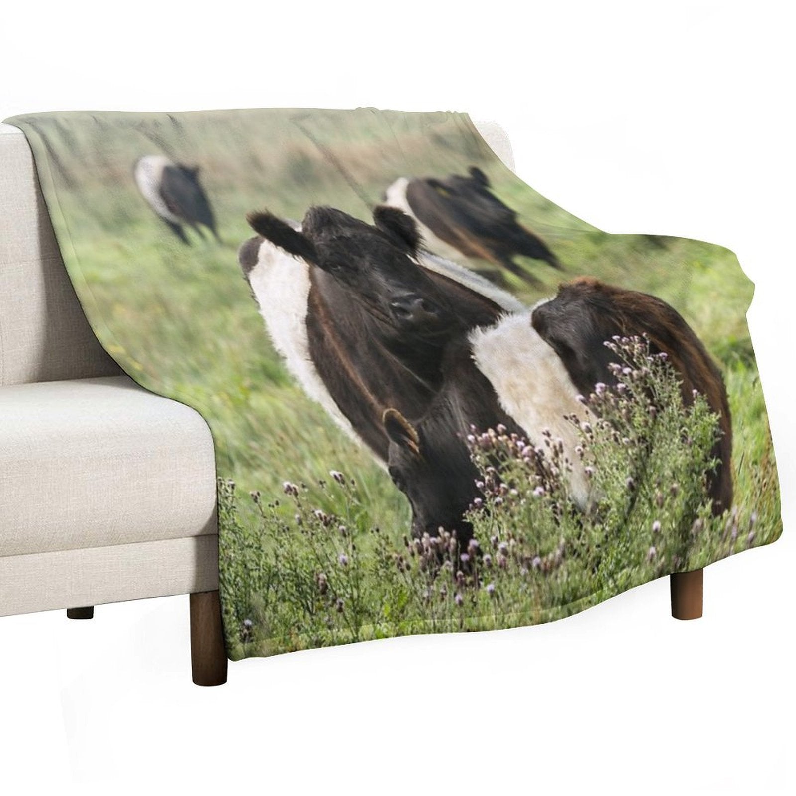 Belted Galloway Cows Quick-dry Throw Blanket