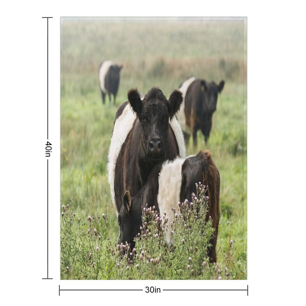 Belted Galloway Cows Quick-dry Throw Blanket