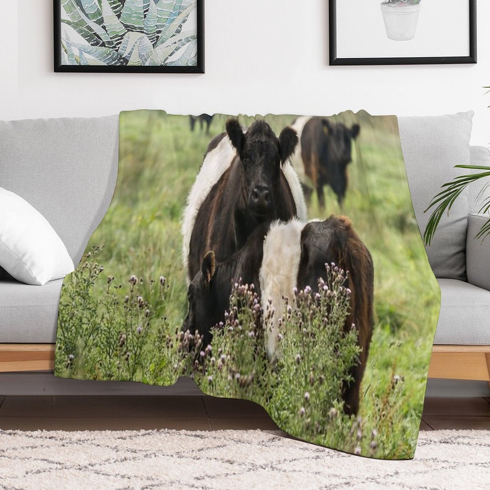 Belted Galloway Cows Quick-dry Throw Blanket