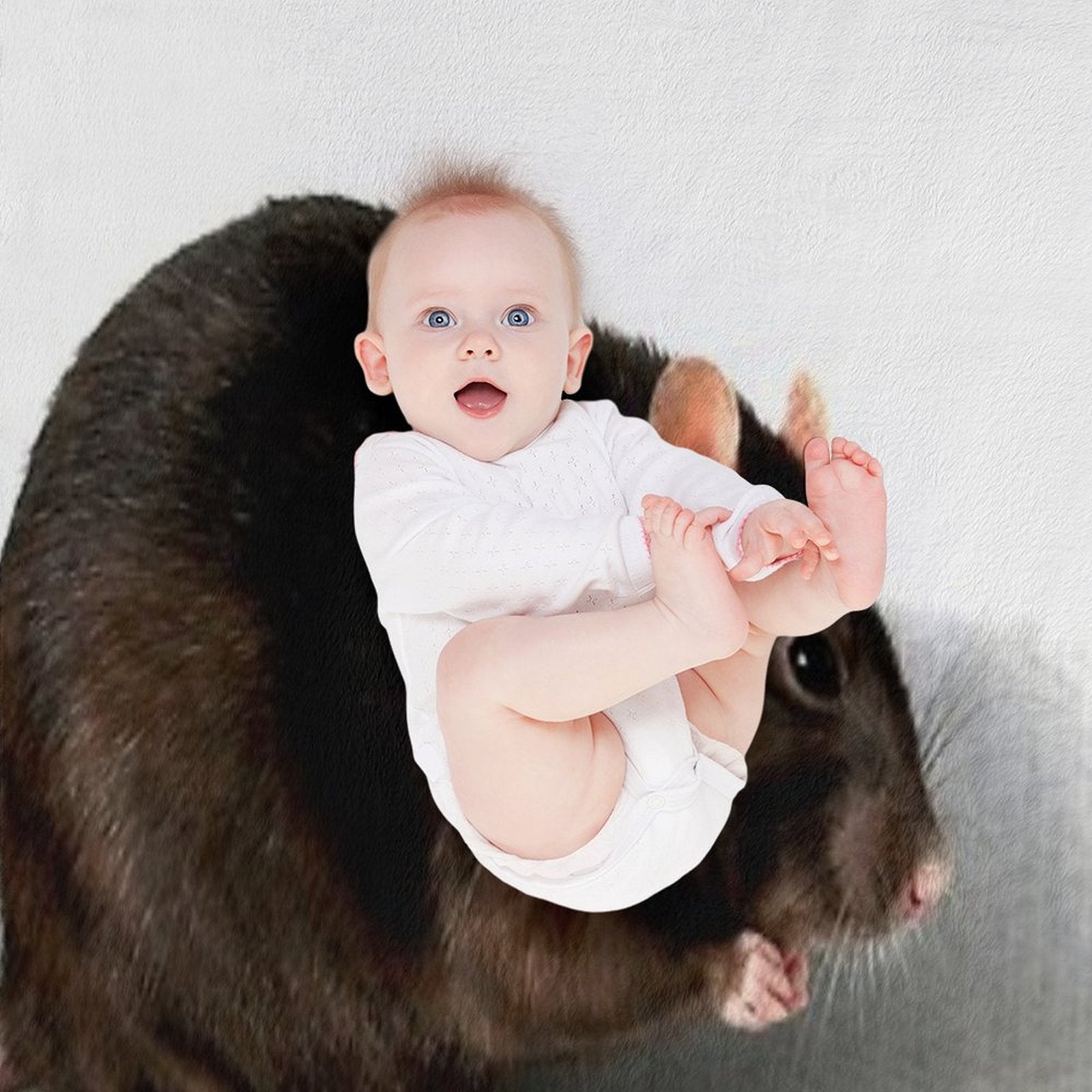 Rat Anti-pilling Throw Blanket