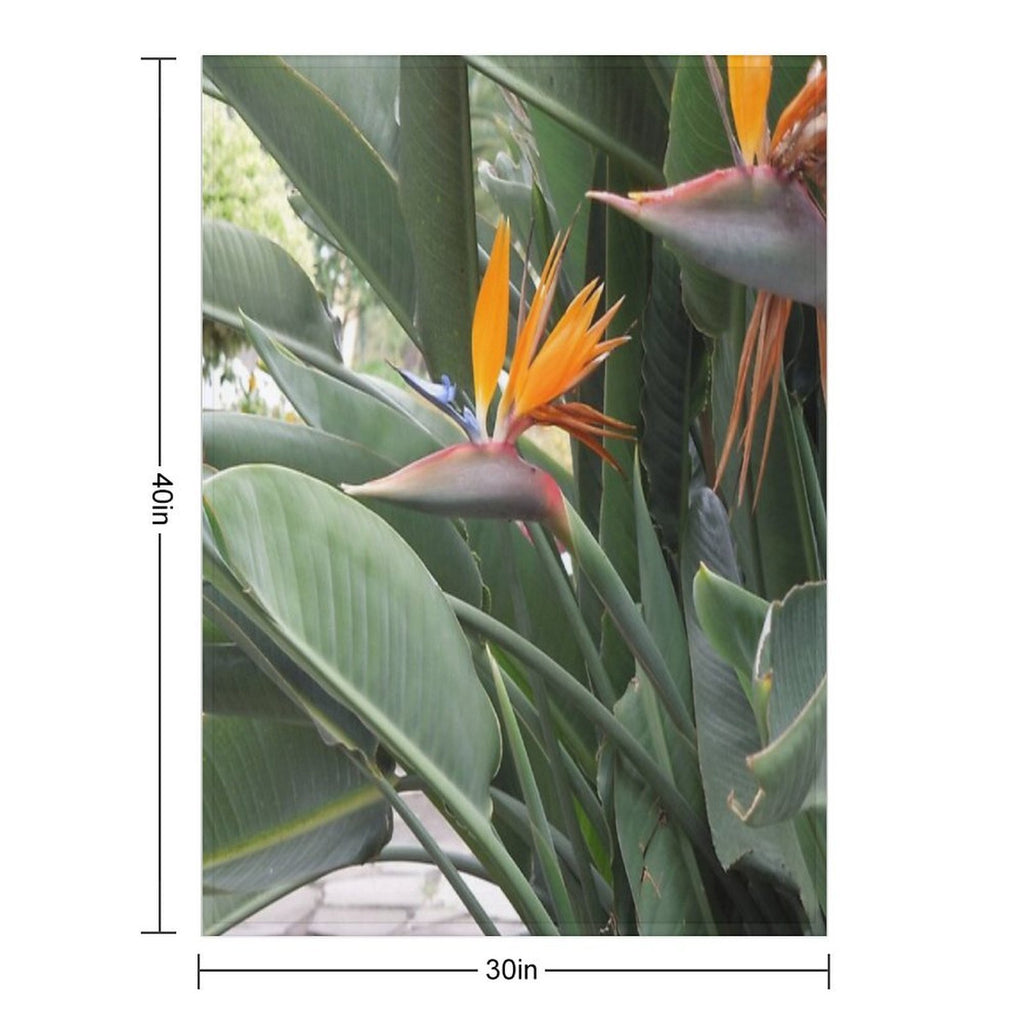 A Beautiful Bird of Paradise Flower from Madeira Compact Throw Blanket