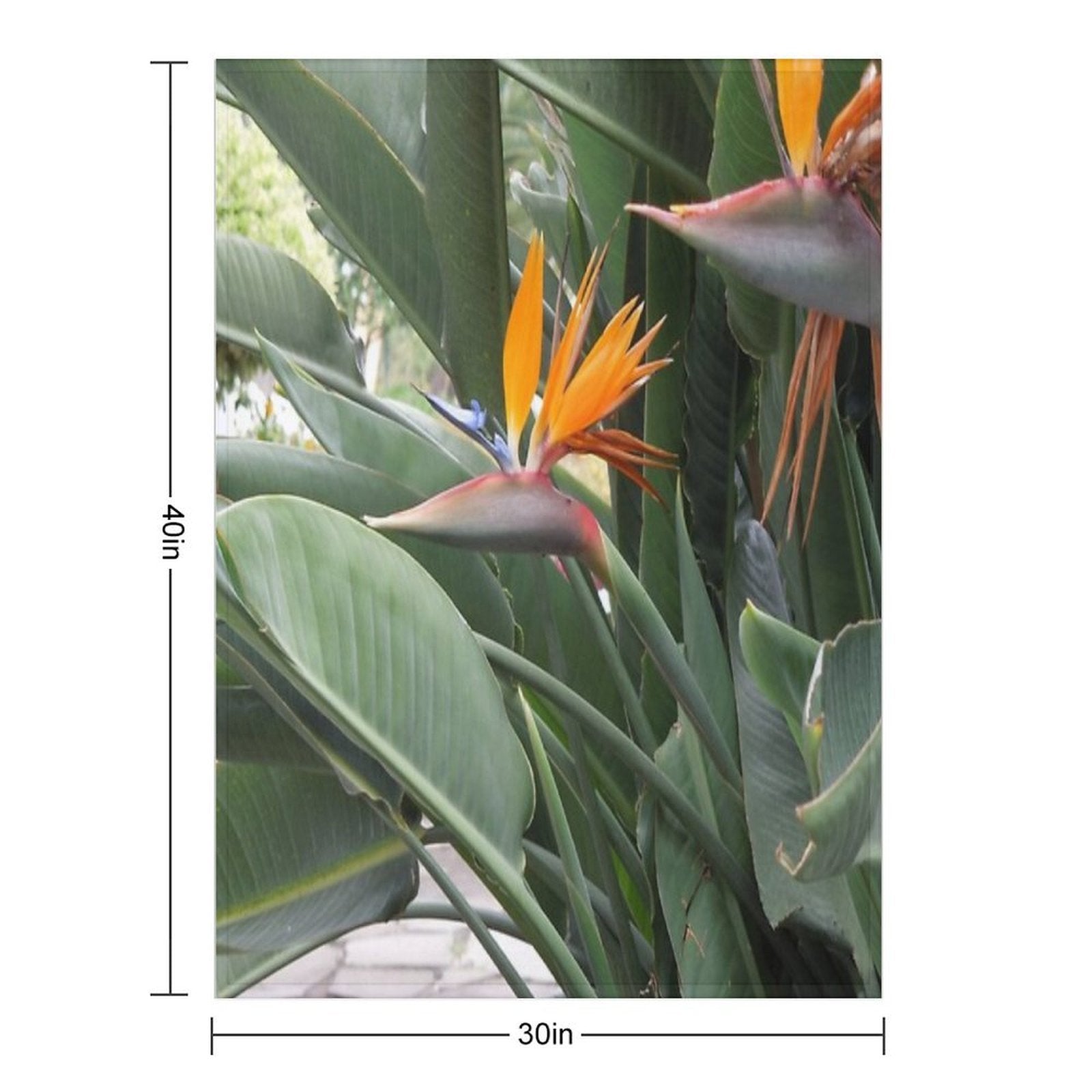 A Beautiful Bird of Paradise Flower from Madeira Compact Throw Blanket