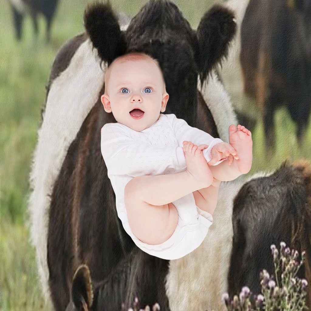 Belted Galloway Cows Quick-dry Throw Blanket
