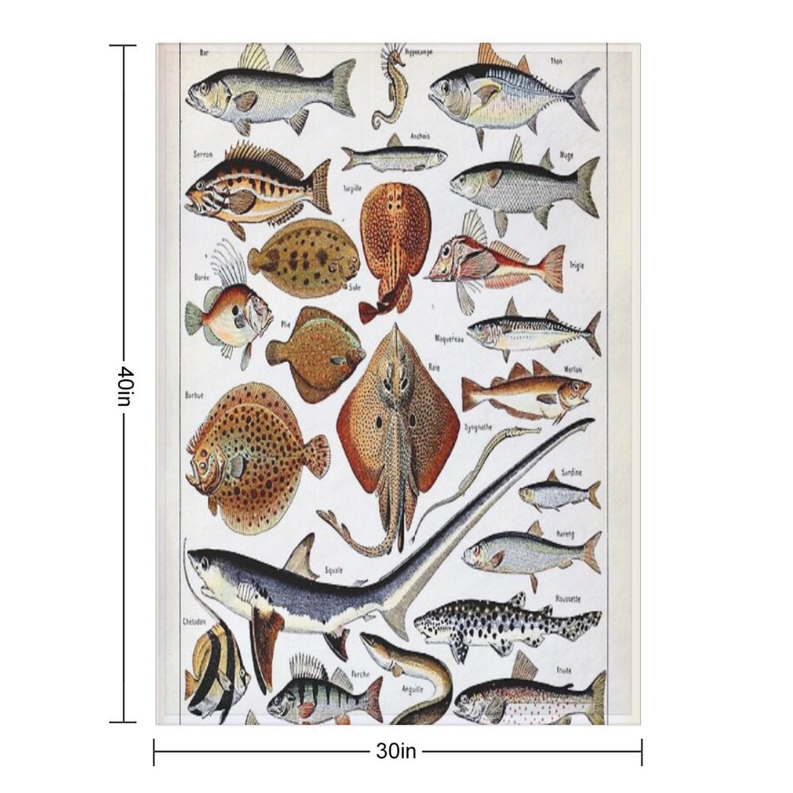 Adolphe Millot - Poissons B - French Vintage Nautical Poster Compact Throw Blanket