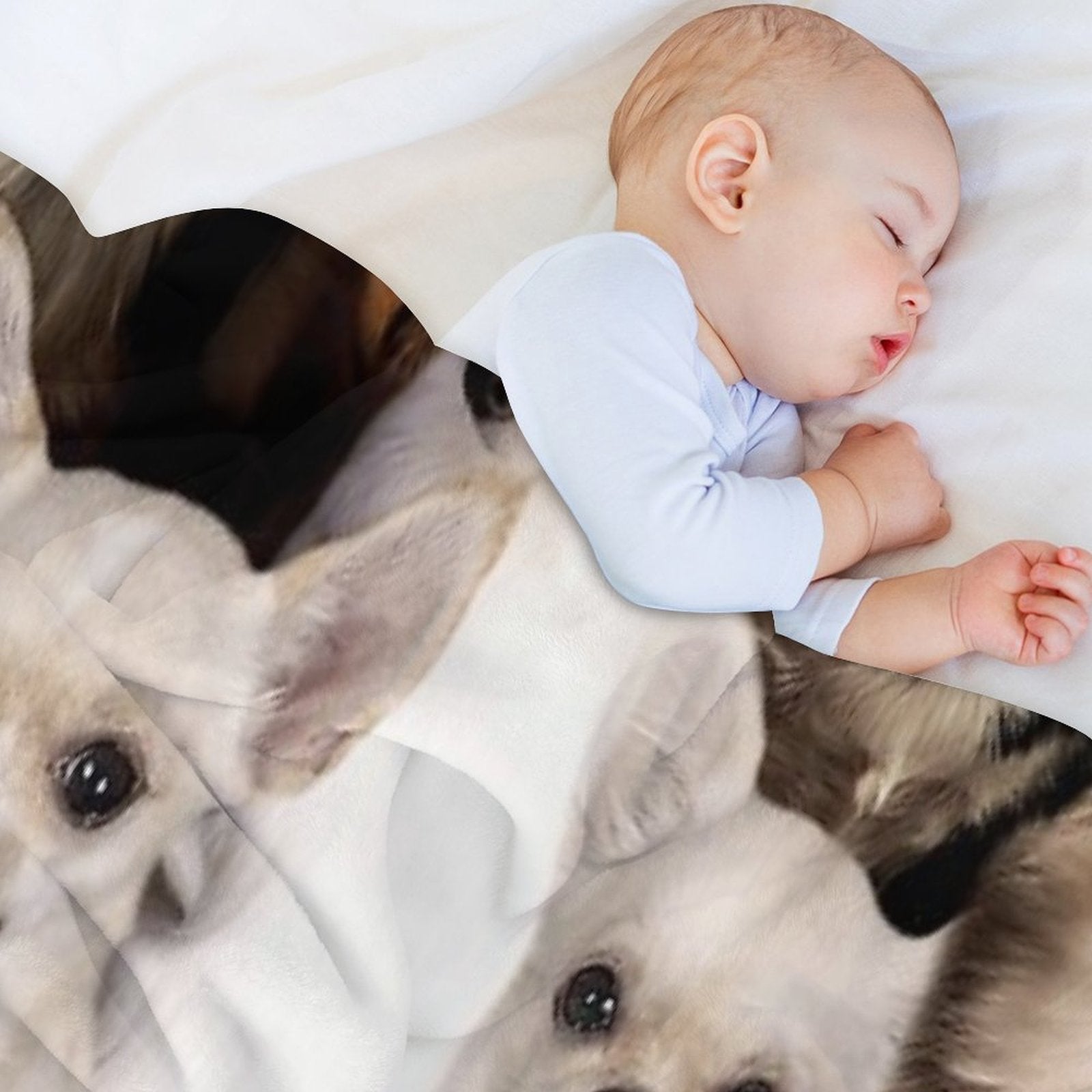 Chihuahuas Anti-pilling Throw Blanket